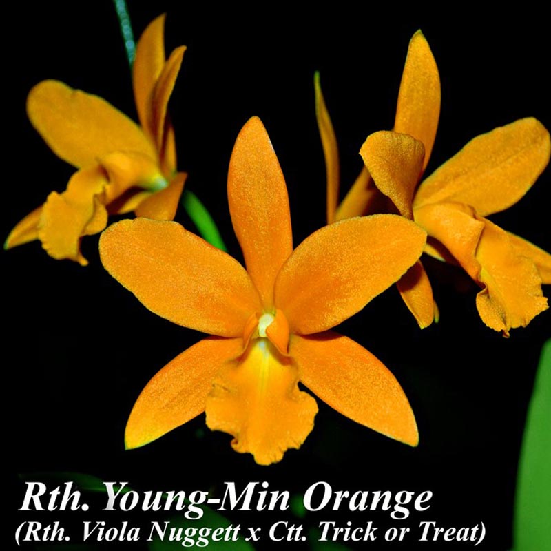 Rth. Young-Min Orange